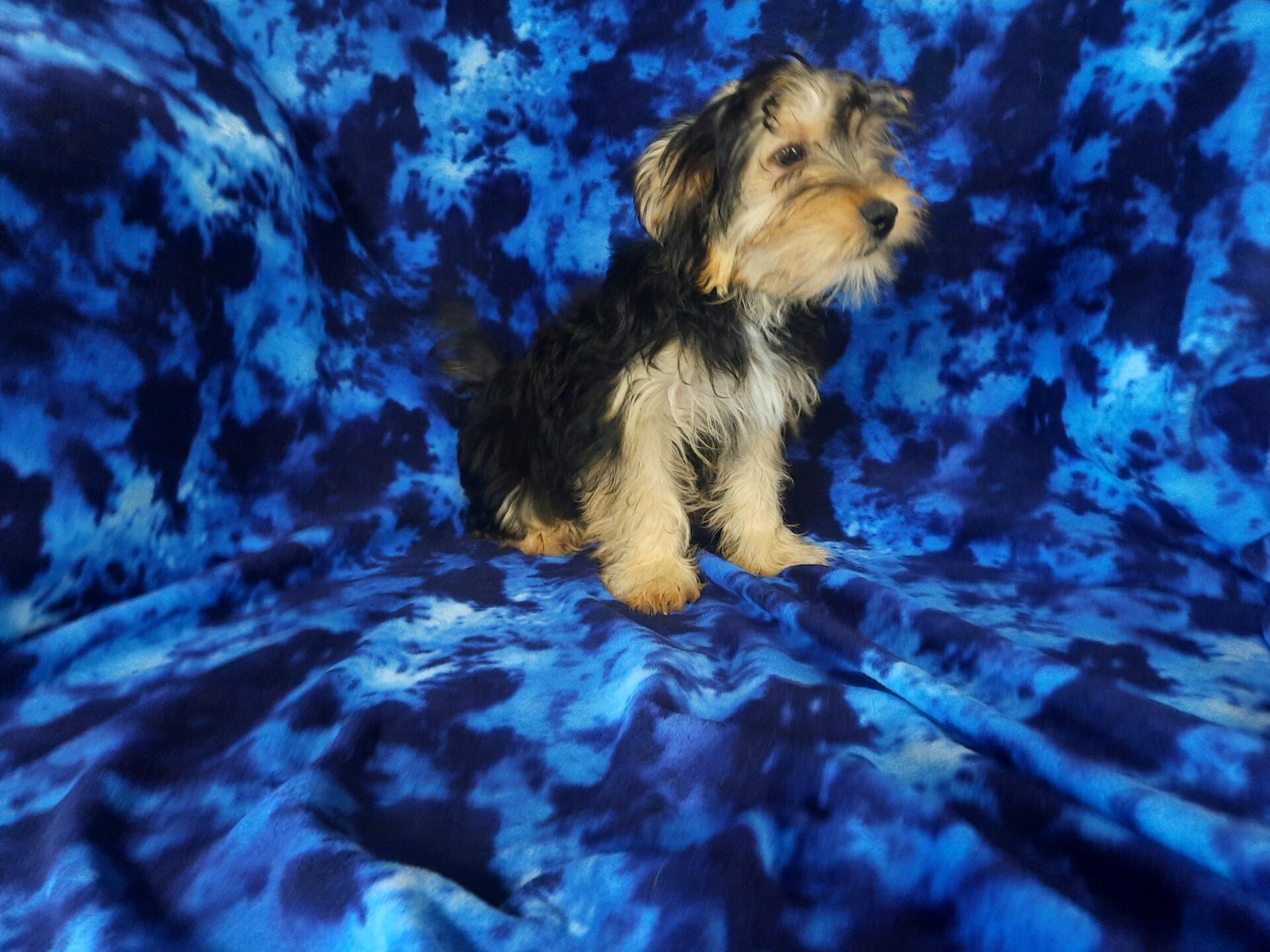 Yorkie/havanese Lotus Point Puppies