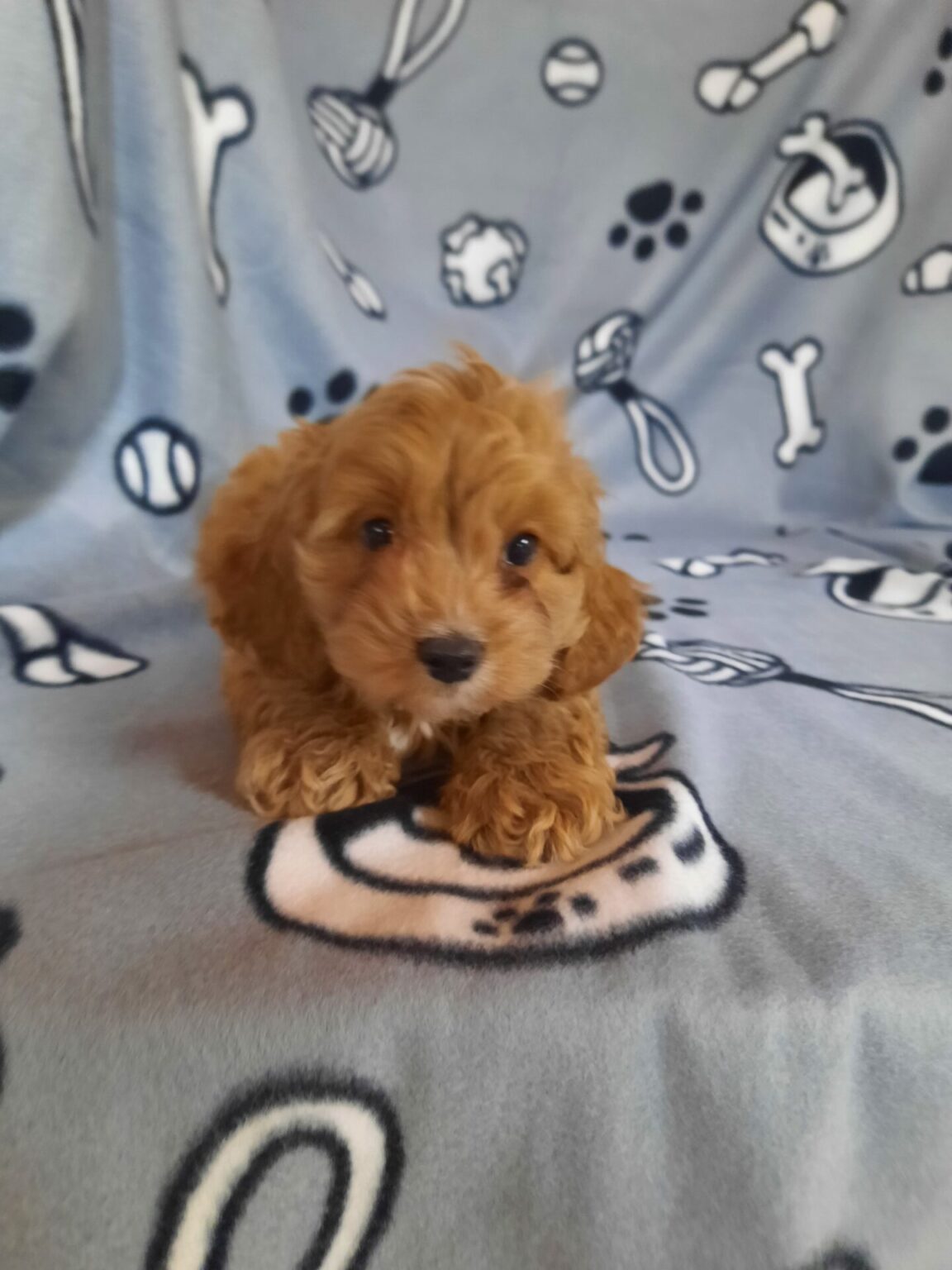 Cavapoo - Lotus Point Puppies