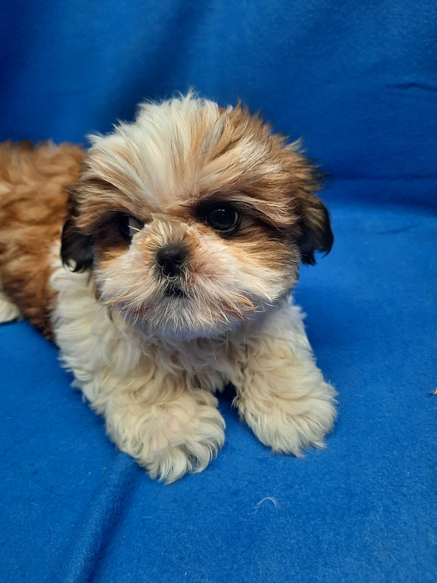 Shihtzu - Lotus Point Puppies