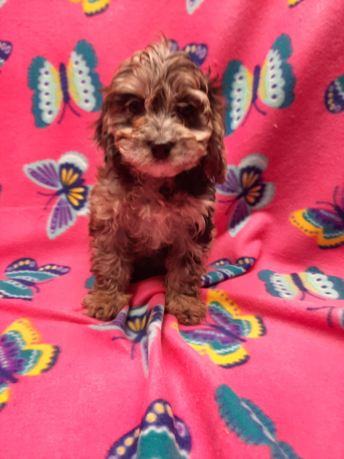 Cavapoo Lotus Point Puppies