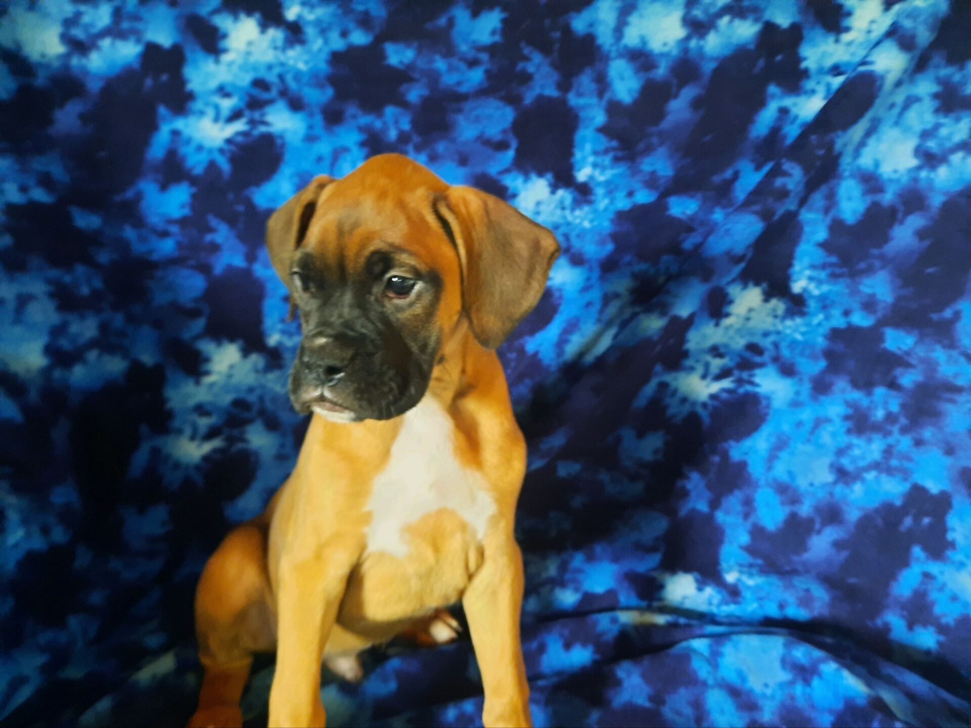 Boxer - Lotus Point Puppies