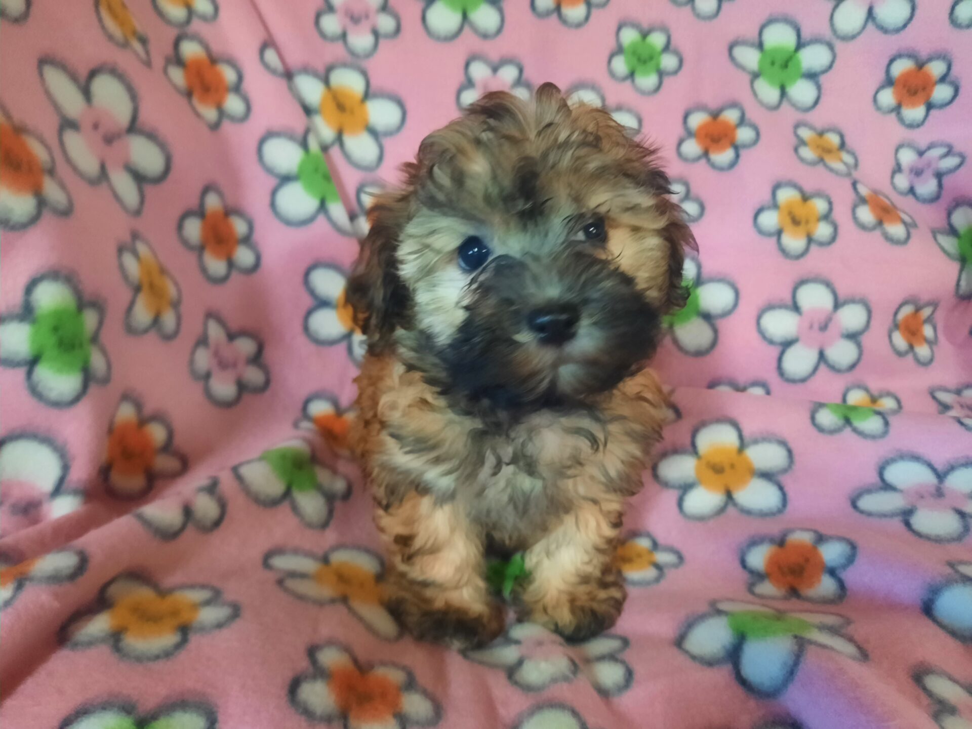 Havanese-poo - Lotus Point Puppies