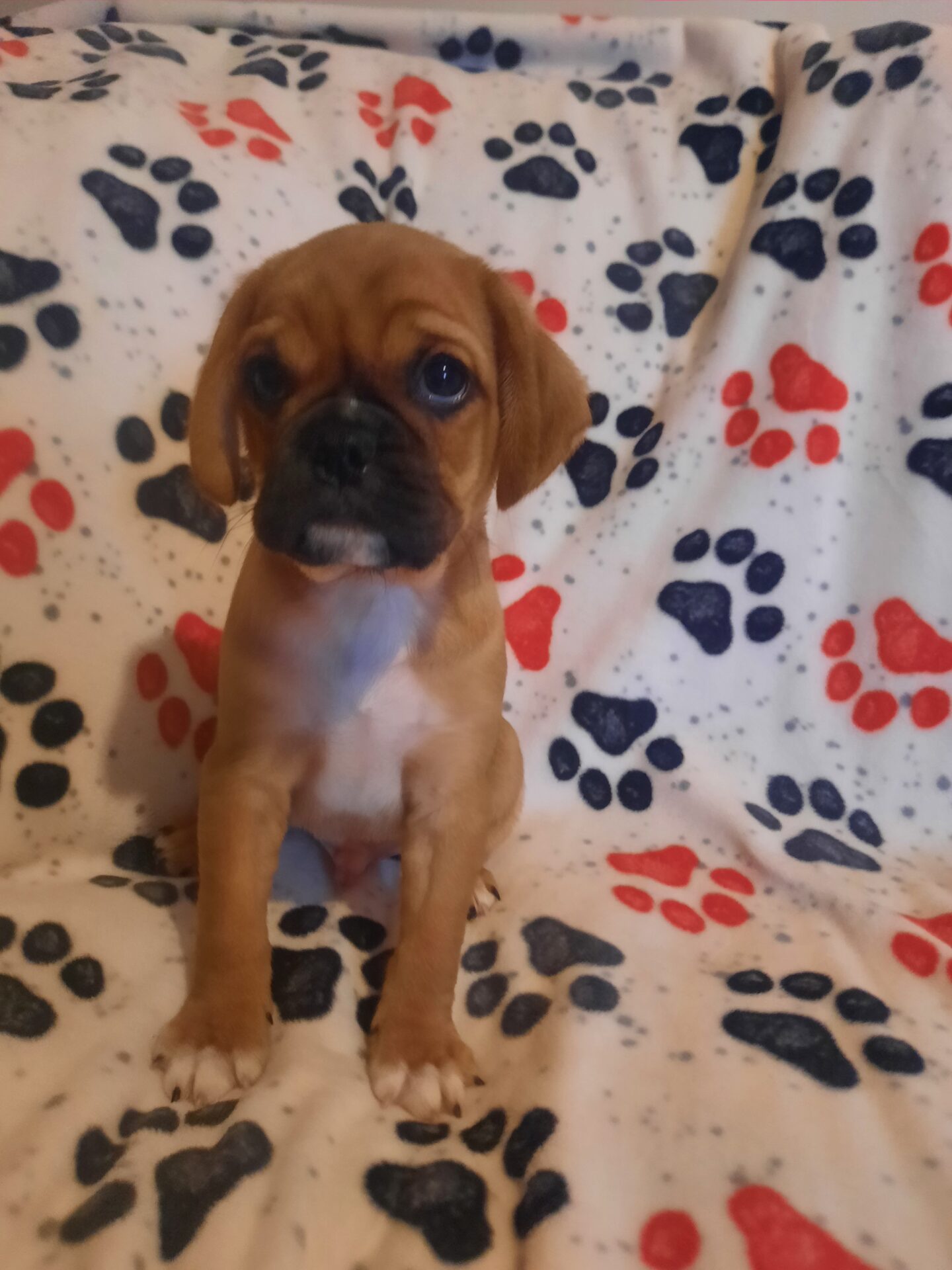 Pug Mix - Lotus Point Puppies