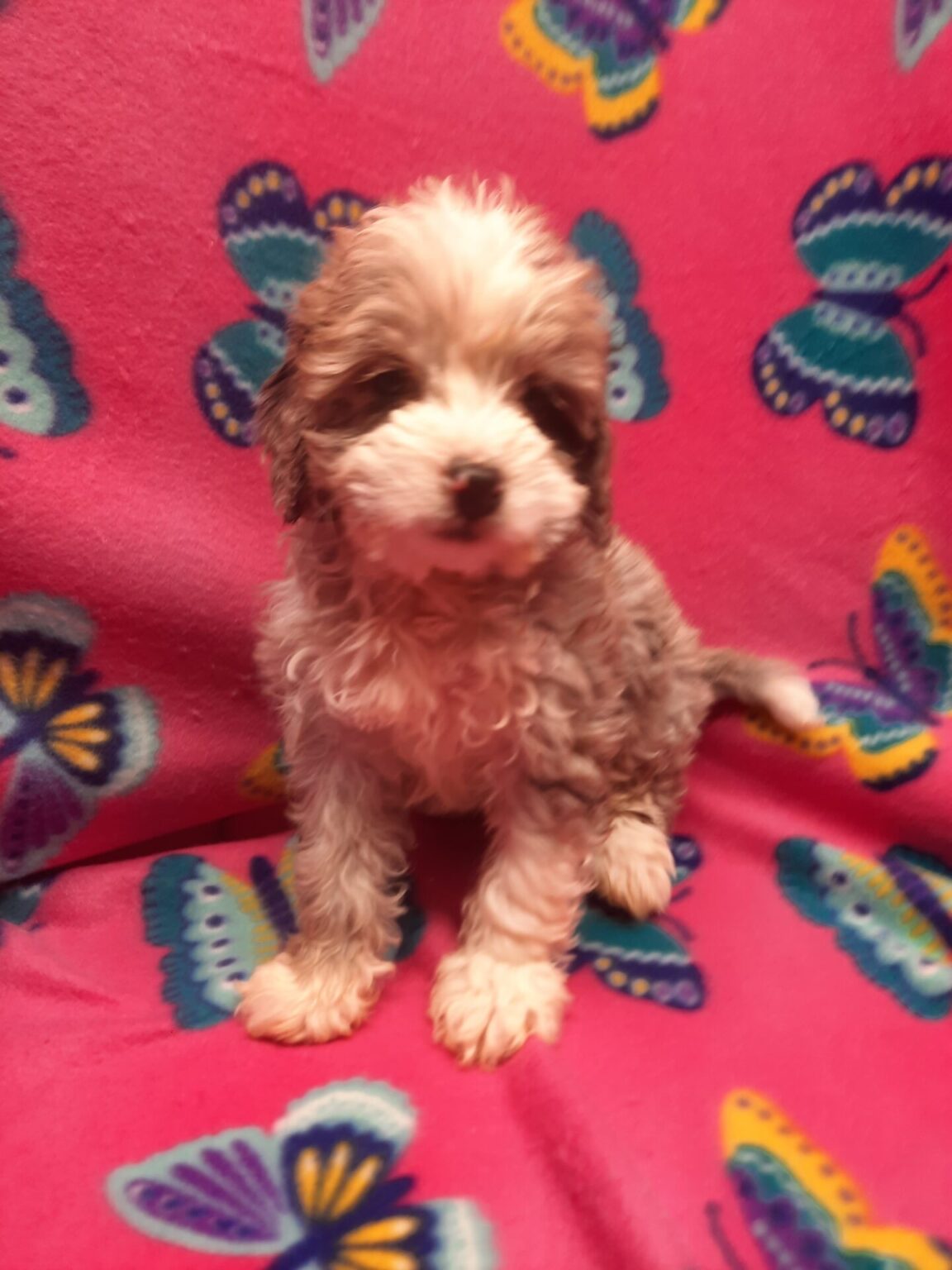 mini-bernedoodle-lotus-point-puppies