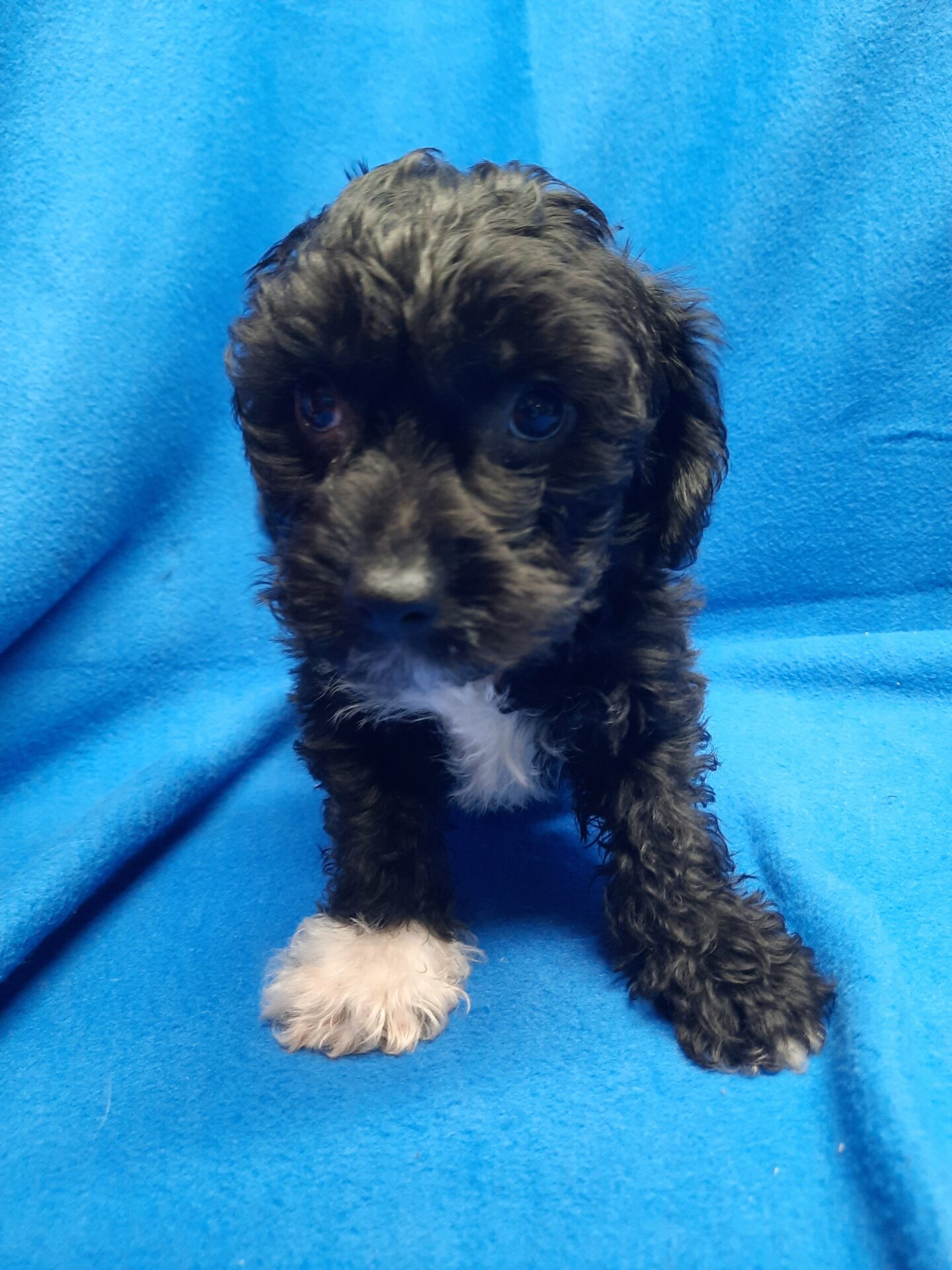 Yorkie-Bichon mix - Lotus Point Puppies