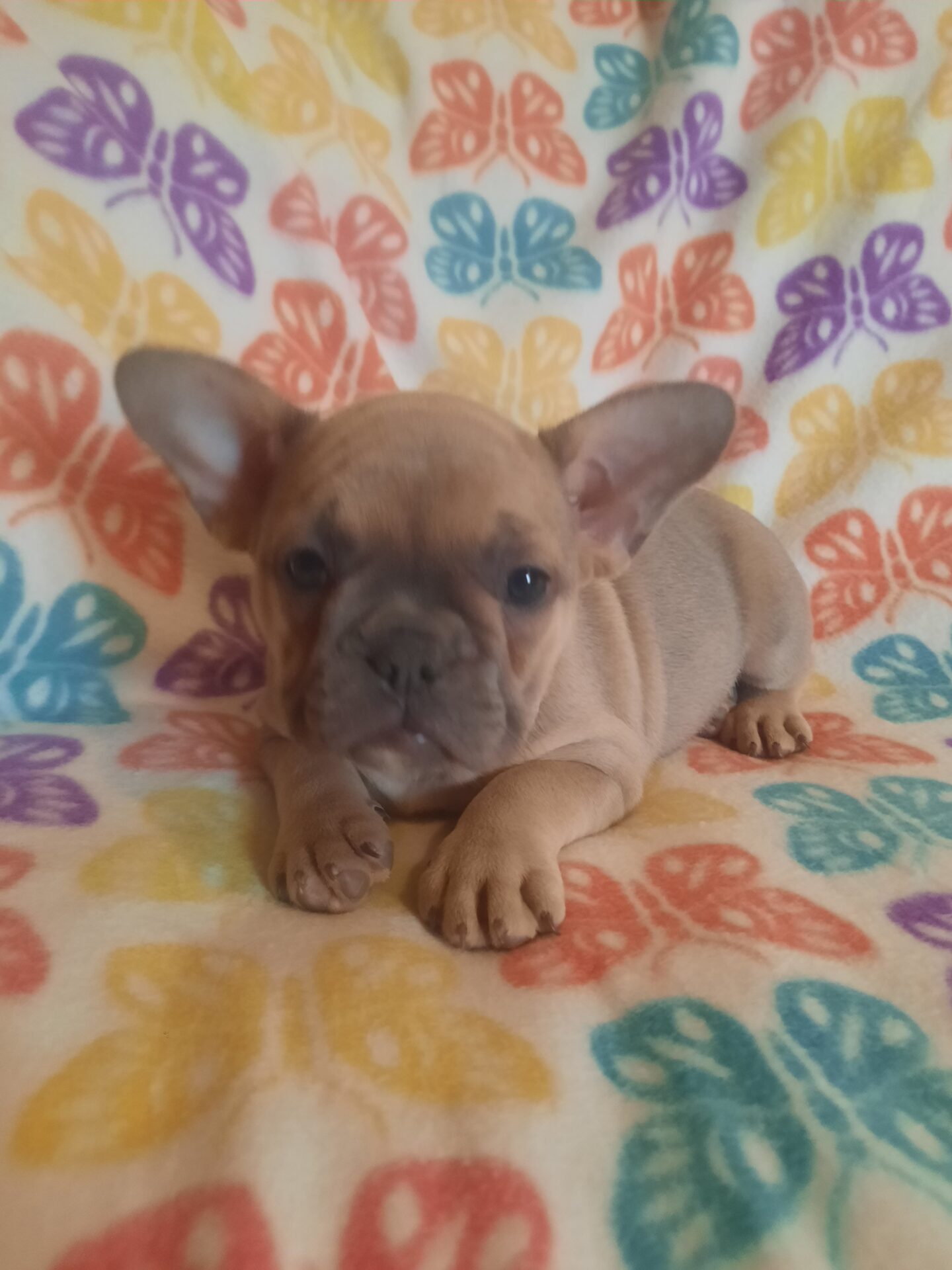 French Bulldog - Lotus Point Puppies