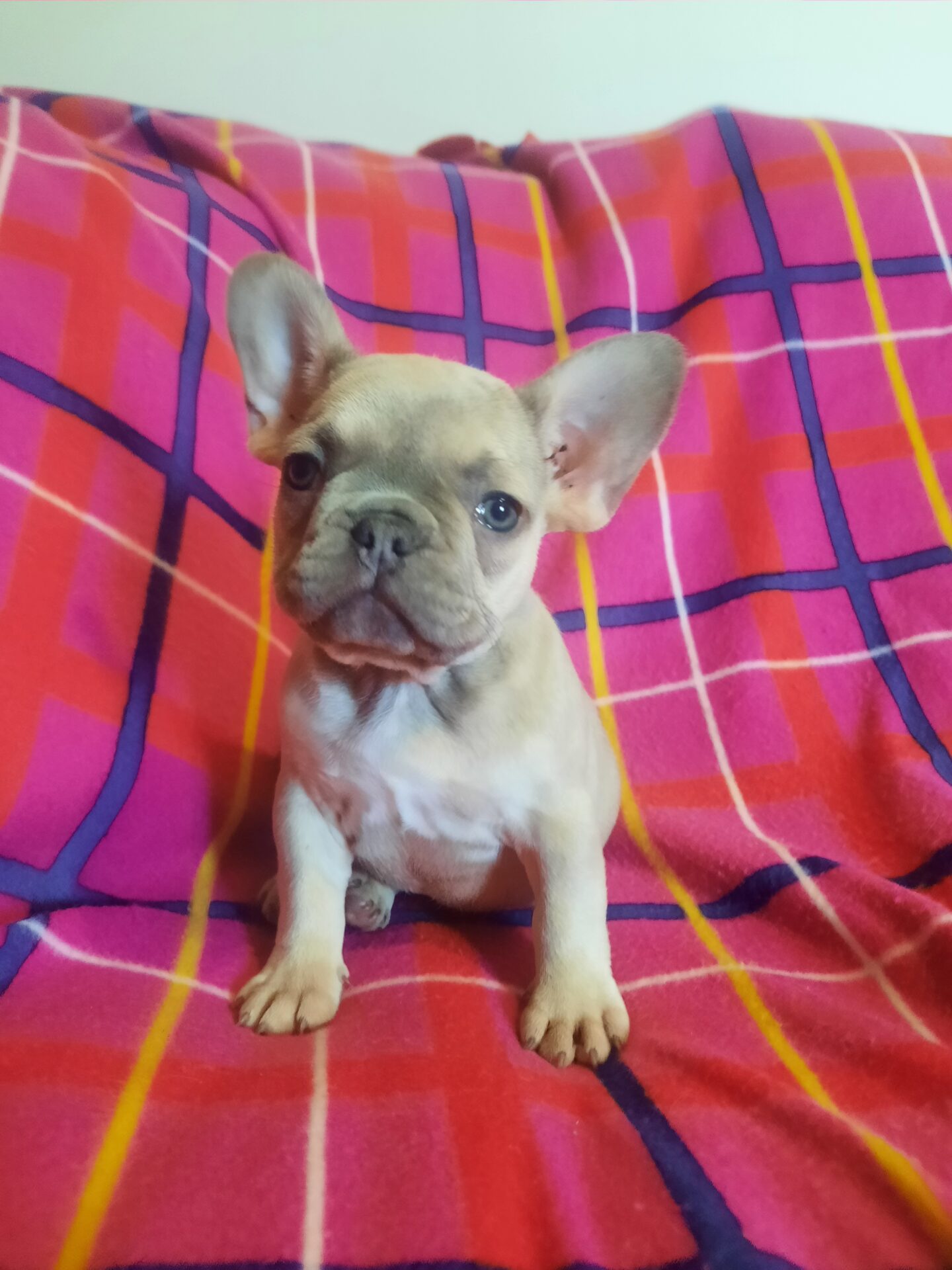 French Bulldog - Lotus Point Puppies