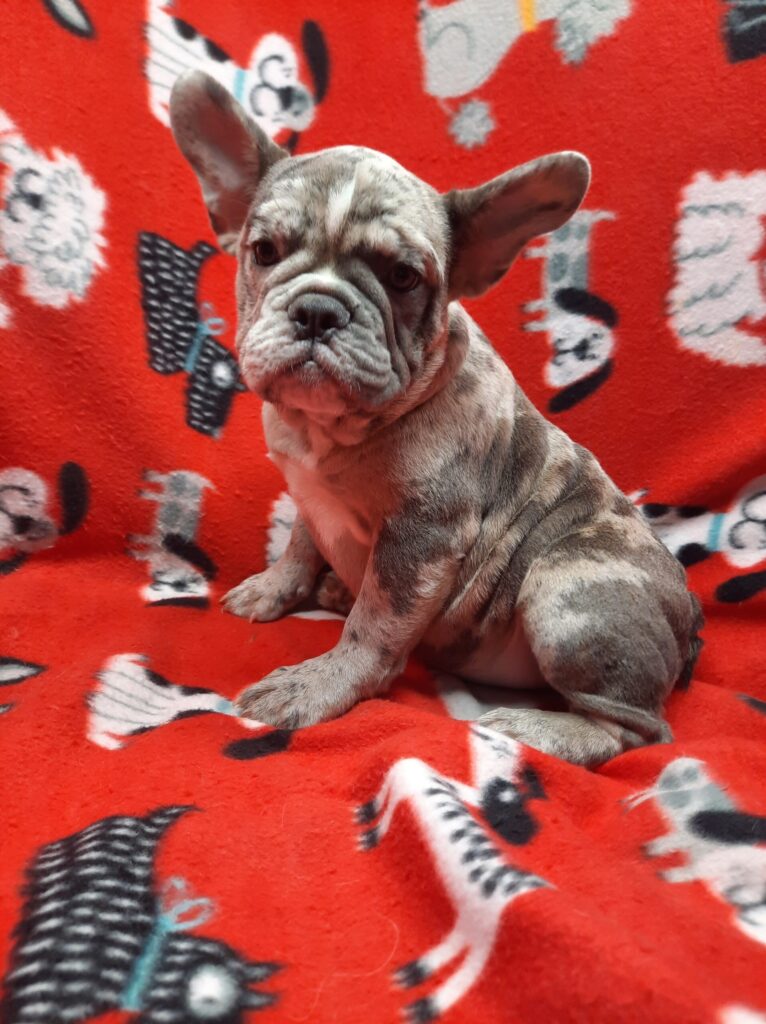 French Bulldog - Lotus Point Puppies