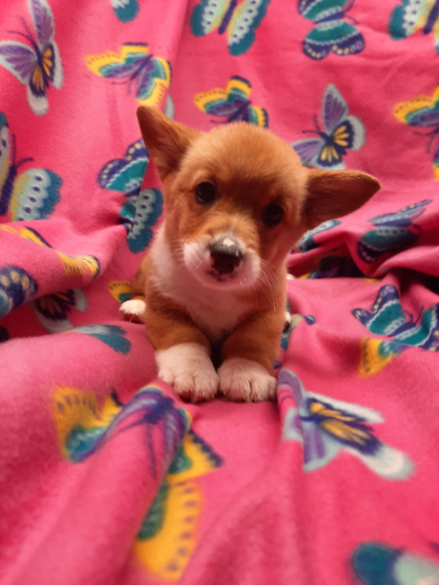 Pembroke Welsh Corgi - Lotus Point Puppies