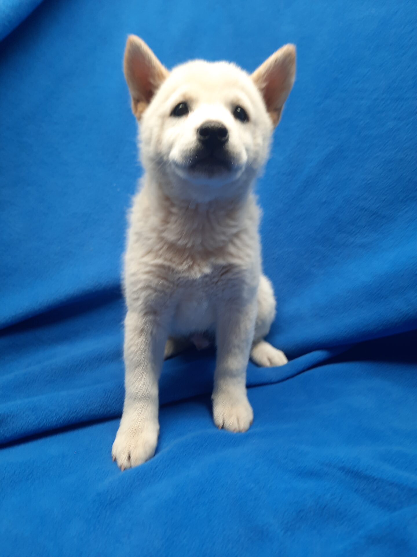 Shiba Inu - Lotus Point Puppies